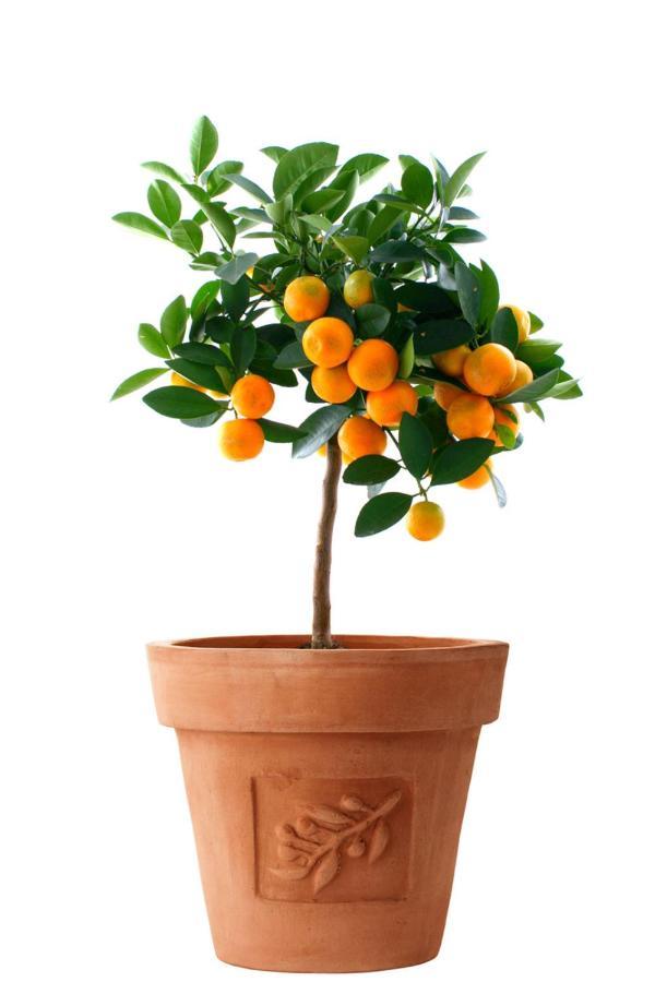 Orange Tree Garden Apartment Trogir Ngoại thất bức ảnh